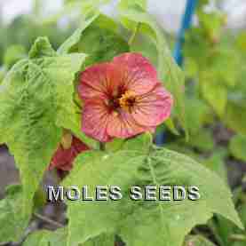 Abutilon Giant Flowering Mixed