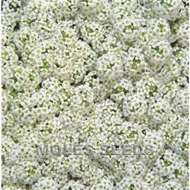 Alyssum Wonderland White