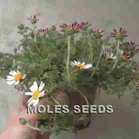 Anacyclus depressus Garden Gnome