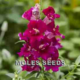 Antirrhinum F1 Twinny Purple