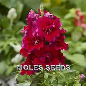 Antirrhinum F1 Twinny Red