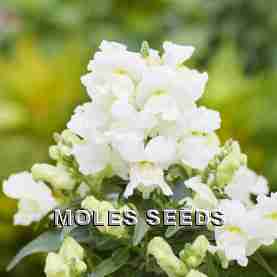 Antirrhinum F1 Snappy White