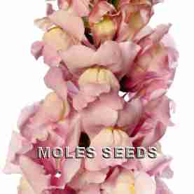 Antirrhinum F1 Toulon IV Lavender