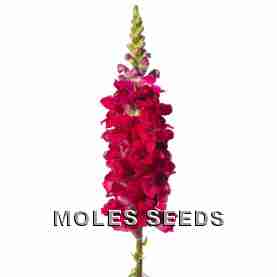 Antirrhinum F1 Toulon IV Velvet