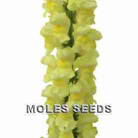 Antirrhinum F1 Toulon IV Lemon