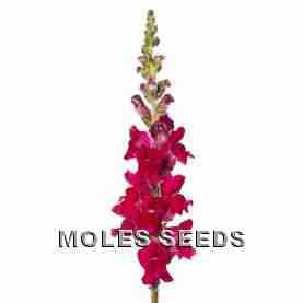 Antirrhinum F1 Avignon II Magenta