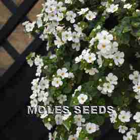 Bacopa Galactic Mist (pellets)