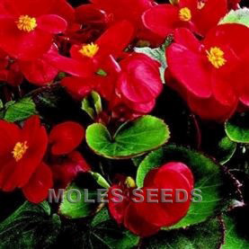 Begonia Ambassador Scarlet (pellets)
