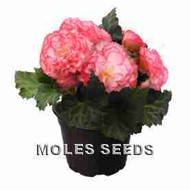 Begonia F1 Nonstop Rose Picotee  (pellets)