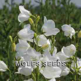 Campanula persicifolia White