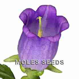 Canterbury Bells F1 Champion Lilac (pellets)