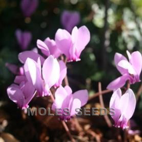 Cyclamen Neapolitanum