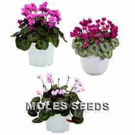Cyclamen Koumy Classic Leaf Mix