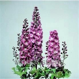 Delphinium Magic Fountains Lilac Pink with White Be
