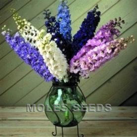 Delphinium Magic Fountains Mixed