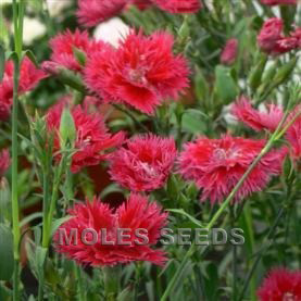 Dianthus F1 Dignity Red