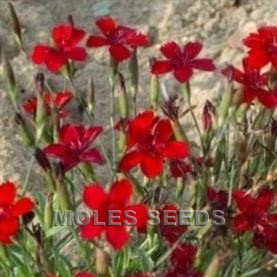 Dianthus deltoides Flashing Light - deltoides