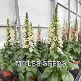 Digitalis Dibella Cream White (pellets)