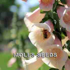Digitalis Dibella Peach (pellets)