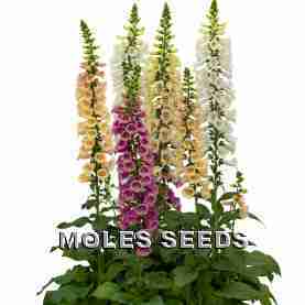 Digitalis Dibella Mixed (pellets)