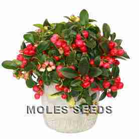 Gaultheria Merry  Berry Red