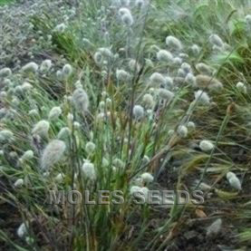 Grass Lagurus Ovatus