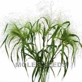 Grass Panicum virgatum Fontaine