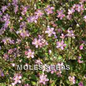Gypsophila elegans Rosea