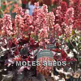 Heuchera Heucherette Pink (pellets)