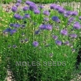 Jasione perennis Blue Light