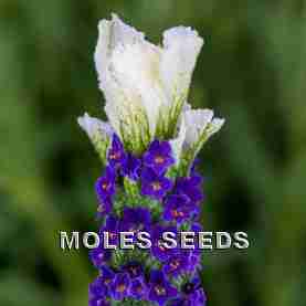 Lavender Castilliano White