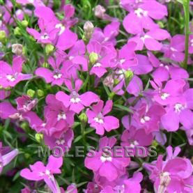 Lobelia Riviera Rose