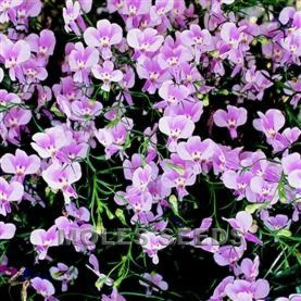 Lobelia Regatta Lilac