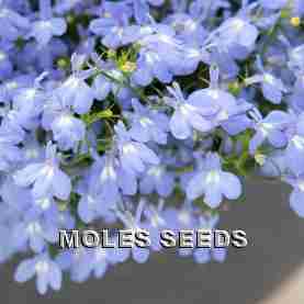 Lobelia F1 Masterpiece Sky Blue (multi-pellet)