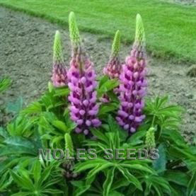 Lupin Gallery Pink