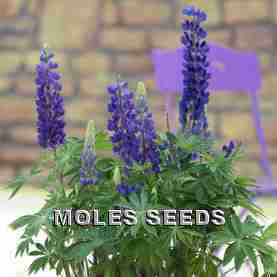 Lupin Mini Gallery Pure Blue