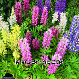 Lupin Mini Gallery Mixed