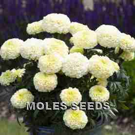 Marigold White Gold Max (de-tailed)