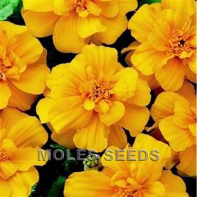 Marigold Durango Gold (de-tailed seed)