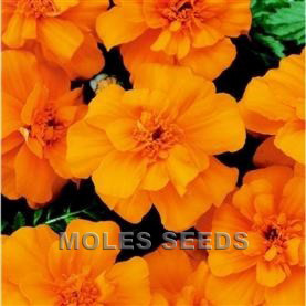 Marigold Durango Orange (de-tailed seed)