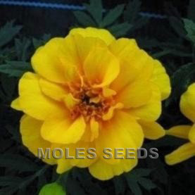 Marigold Safari Yellow (de-tailed seed)