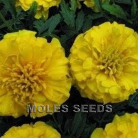 Marigold Bonanza Yellow (de-tailed seed)