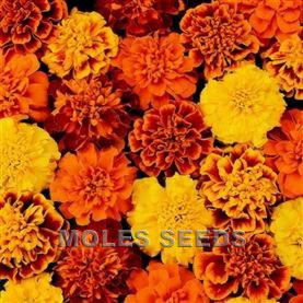 Marigold Bonanza Mixed (de-tailed seed)