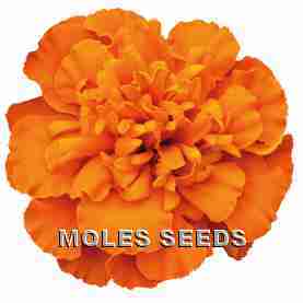 Marigold Super Hero Deep Orange (de-tailed seed)