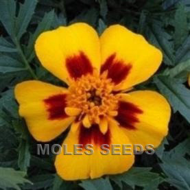 Marigold Disco Marietta (de-tailed seed)