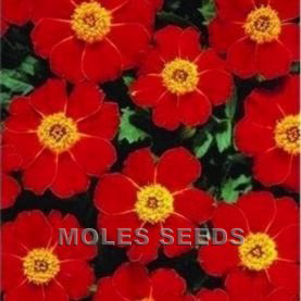 Marigold Disco Red (de-tailed seed)