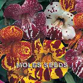 Mimulus F1 Magic Blotch Mixed (pellets)