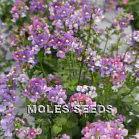 Nemesia F1 Tiny Treasure Blue Shade (pellets)