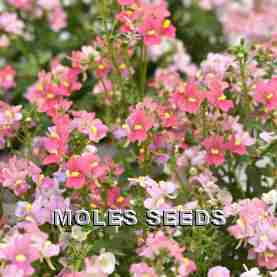 Nemesia F1 Tiny Treasure Deep Pink (pellets)