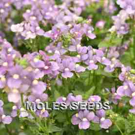 Nemesia F1 Tiny Treasure Lavender (pellets)